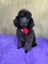 Toy poodle puppy Carousel 3