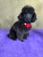 Toy poodle puppy Carousel 4