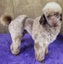 Toy poodle puppy Carousel 5