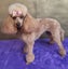 Toy poodle puppy Carousel 6