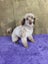 Toy poodle puppy Carousel 7