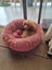 Toy poodle puppy Carousel 8