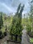 Cupressus sempervirens ‘Totem’ 45L, ht. 1.8-3.1m... x3 Carousel 1