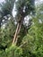 Cupressus sempervirens ‘Totem’ 45L, ht. 1.8-3.1m... x3 Carousel 2