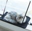 Cat Window Hammock Carousel 2