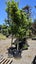 Alectryon excelsa titoki 75/80L, ht. 2m +... x2 Carousel 2