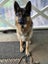 Free to a great home German Shepherd – Atua (2 years old) Carousel 3