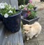 7 Week Old Japanese/German Spitz Puppies Carousel 6