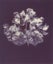 Jenny Tomlin, Ghost Hydrangea, 2020. PhotoForumNZ fundraiser Carousel 1