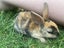 Purebred Standard Rex Rabbits Carousel 14