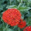 Lychnis chalcedonica ( Maltese Cross) cut flower Carousel 1