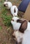 Pet Rabbits Bunny Rabbit Bunnies Mini lop Carousel 2