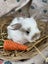 **Trained Mini Lop Bunny Rabbits & Care Package** Carousel 6