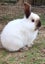 Pet Rabbits Bunny Rabbit Bunnies Mini lop Carousel 4