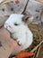 **Trained Mini Lop Bunny Rabbits & Care Package** Carousel 7