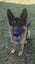 Free to a great home German Shepherd – Atua (2 years old) Carousel 5
