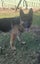 Free to a great home German Shepherd – Atua (2 years old) Carousel 6