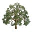 Model Scenery - 50mm Live Oak (3) Carousel 1