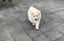7 Week Old Japanese/German Spitz Puppies Carousel 3