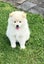 7 Week Old Japanese/German Spitz Puppies Carousel 4