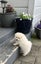 7 Week Old Japanese/German Spitz Puppies Carousel 7