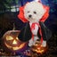 Bear Halloween Dog Vampire Costume, Cosplay and Halloween Dog Dress, Cat Dr Carousel 6