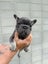 Pure breed Frenchie Puppies Carousel 5