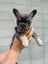 Pure breed Frenchie Puppies Carousel 3