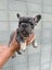 Pure breed Frenchie Puppies Carousel 4