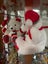 White Christmas Bear with Hat and Scarf and Lovely Red paws Carousel 4
