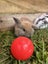Purebred Mini-lop Kits Carousel 5