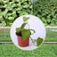 100PCS Plastic Plant Flower Garden Pots Nursery Seedlings Pot Growing Container Carousel 3
