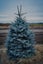 25 x Colorado Blue Spruce SEEDS! Great XMAS TREE. STUNNING BLUE FOLIAGE Carousel 1