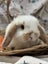 **Trained Mini Lop Bunny Rabbits & Care Package** Carousel 3