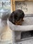 Purebred Rottweiler Puppies Carousel 3