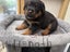 Purebred Rottweiler Puppies Carousel 5