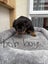 Purebred Rottweiler Puppies Carousel 7