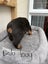 Purebred Rottweiler Puppies Carousel 8
