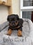 Purebred Rottweiler Puppies Carousel 9