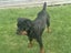 Purebred Rottweiler Puppies Carousel 17