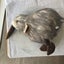 KIWI BIRD :: Brand NEW :: XMAS Gift :: Feathers Galore :: $$1-00 RES Carousel 14