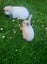 Mini Lop Rabbit kits Carousel 3