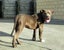 American Bully XL Puppies | ABKC Pedigree Registered Carousel 11