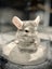 Chinchilla Beige Adult Female Carousel 2