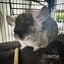 Chinchilla Black Velvet Female Carousel 1