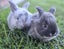 Adorable Minilop Baby Bunnies Carousel 2