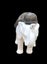 Elephant & Baby Statue - Water Feature - Fiber Cement - White & Gold Finish Carousel 3