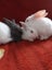 Purebred Flemish Giants Carousel 7