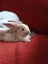 Purebred Flemish Giants Carousel 12