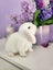 Mini Lop Rabbit kits Carousel 8